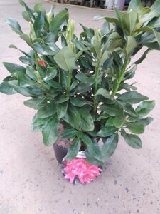 Rhododendron 'Nova Zembla' ROOD 30-40 cm cont. 4,0L - image 2