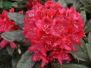 Rhododendron 'Nova Zembla' ROOD 30-40 cm cont. 4,0L - image 3