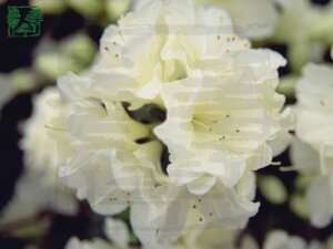 Rhododendron (AJ) 'Olga Niblett' 25-30 cm cont. 3,0L
