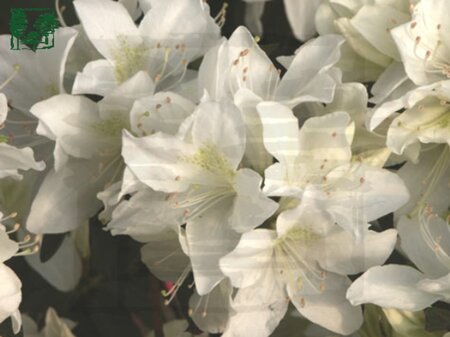 Rhododendron (AJ) 'Palestrina' 25-30 cm cont. 3,0L