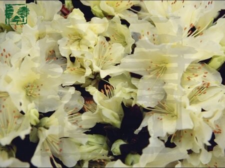 Rhododendron 'Princess Anne' dwerg GEEL 20-25 cm cont. 2,0L - image 2