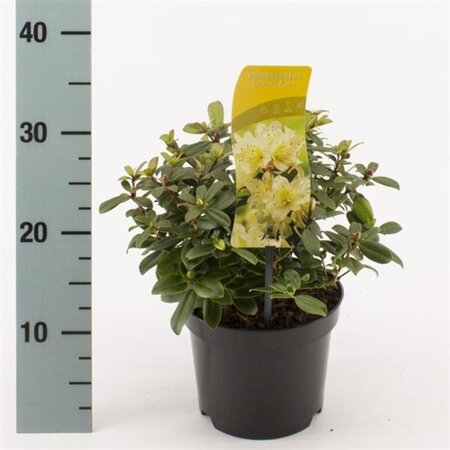 Rhododendron 'Princess Anne' dwerg GEEL 20-25 cm cont. 2,0L - image 1