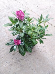 Rhododendron 'Pink Lady' 25-30 cm cont. 4,0L - image 2