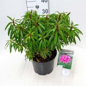 Rhododendron ponticum PAARS 30-40 cm cont. 5,0L - afbeelding 2