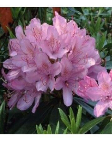 Rhododendron ponticum 40-50 cm cont. 4,0L - image 2