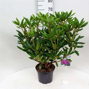 Rhododendron pont. 'Roseum' 30-40 cm cont. 5,0L - afbeelding 1