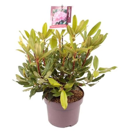 Rhododendron pont. 'Roseum' 30-40 cm cont. 5,0L - afbeelding 2