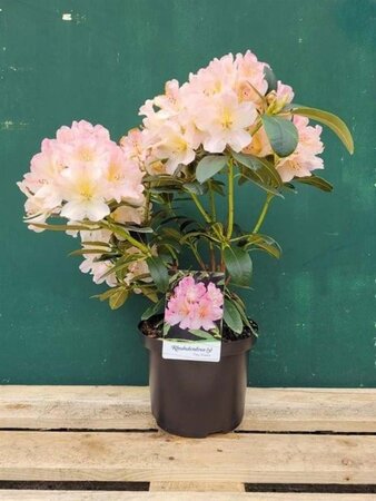 Rhododendron (Y) 'Percy Wiseman' ROZE 30-40 cm cont. 5,0L - afbeelding 7