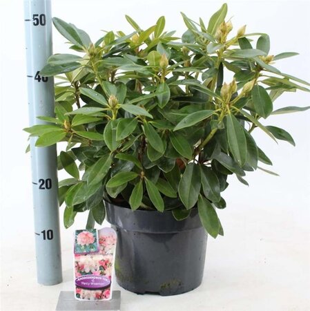 Rhododendron (Y) 'Percy Wiseman' ROZE 30-40 cm cont. 5,0L - afbeelding 5