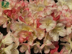 Rhododendron (Y) 'Percy Wiseman' ROZE 30-40 cm cont. 5,0L - afbeelding 1