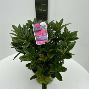 Rhododendron 'Rocket' ROZE 40-50 cm cont. 5,0L - afbeelding 1