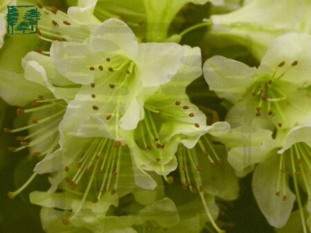 Rhododendron 'Shamrock' dwerg GEEL 25-30 cm cont. 2,0L