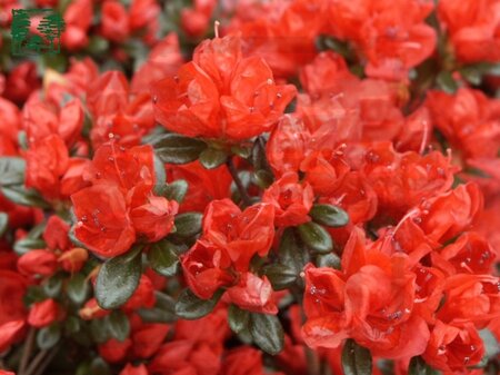 Rhododendron (AJ) 'Stewartstonian' ROOD 20-25 cm cont. 2,0L - afbeelding 1