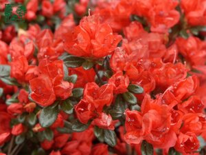 Rhododendron (AJ) 'Stewartstonian' ROOD 25-30 cm cont. 4,0L - afbeelding 1