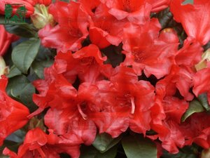 Rhododendron (F) 'Scarlet Wonder' ROOD 20-25 cm cont. 2,0L