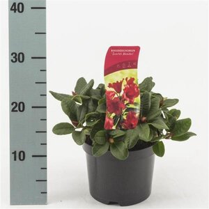 Rhododendron (F) 'Scarlet Wonder' 20-25 cm cont. 2,0L - image 1