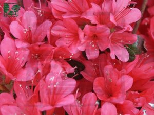 Rhododendron (AJ) 'Toreador' 20-25 cm cont. 2,0L
