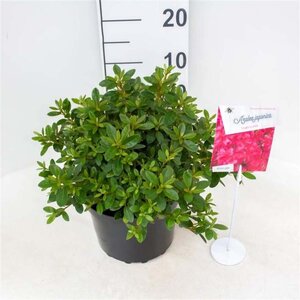 Rhododendron (AJ) 'Vuyk's Scarlet' 25-30 cm cont. 4,0L
