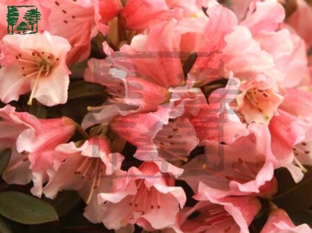 Rhododendron 'Wee Bee' dwerg ROZE 20-25 cm cont. 2,0L