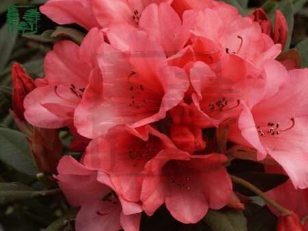 Rhododendron 'Winsome' dwerg ROZE 30-40 cm cont. 2,0L