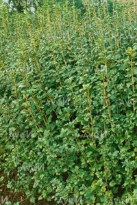 Ribes alpinum 'Schmidt' 40-60 cm BR bushes - image 2