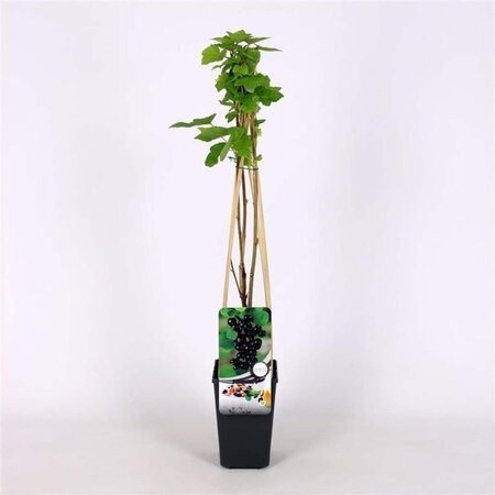 Ribes nigrum 70 cm vierkant 2L