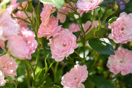 Rosa (P) 'The Fairy' geen maat specificatie BR - image 2