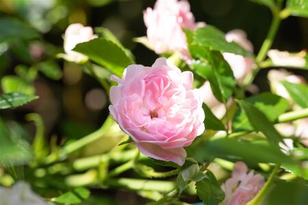 Rosa (P) 'The Fairy' geen maat specificatie BR - image 3