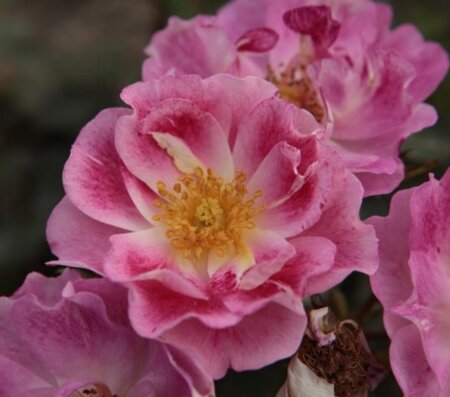 Rosa 'Monia' geen maat specificatie BR