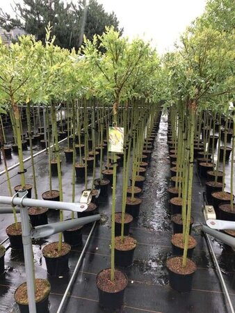 Salix integra 'Hakuro-nishiki' 120 cm stam cont. 5,0L - afbeelding 1