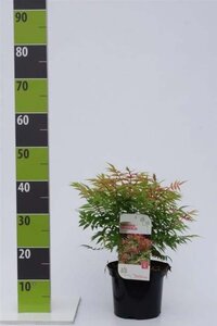 Sorbaria sorbif. 'Sem' 30-40 cm cont. 3,0L - afbeelding 1