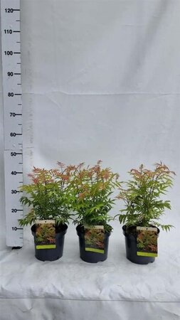 Sorbaria sorbif. 'Sem' 30-40 cm cont. 3,0L - afbeelding 3