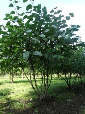 Cercis siliquastrum 250-300 cm draadkluit meerstammig