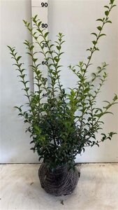 Osmanthus burkwoodii 60-80 cm met kluit - afbeelding 5