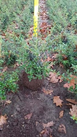 Osmanthus burkwoodii 60-80 cm met kluit - afbeelding 7