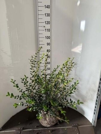 Osmanthus burkwoodii 60-80 cm met kluit - afbeelding 8