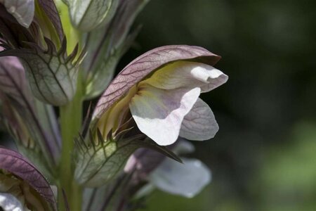 Acanthus hungaricus geen maat specificatie 0,55L/P9cm - afbeelding 2