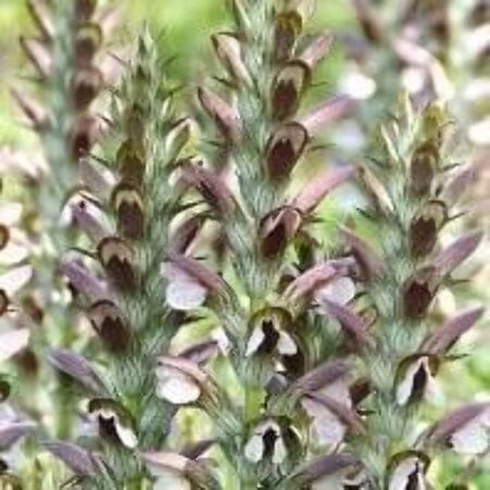 Acanthus hungaricus geen maat specificatie 0,55L/P9cm - afbeelding 3