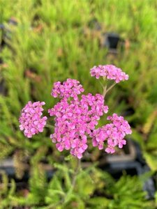 Achillea m. 'Cerise Queen' geen maat specificatie 0,55L/P9cm - image 2