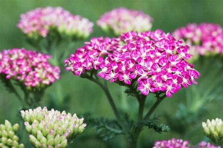 Achillea m. 'Cerise Queen' geen maat specificatie 0,55L/P9cm - image 4