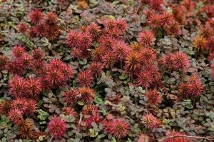 Acaena microphylla geen maat specificatie 0,55L/P9cm - afbeelding 6