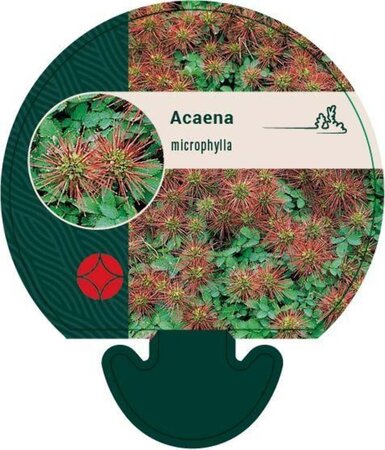 Acaena microphylla geen maat specificatie 0,55L/P9cm - image 2