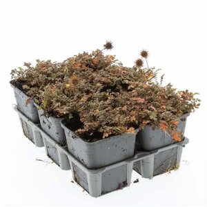 Acaena microphylla 'Kupferteppich' geen maat specificatie 0,55L/P9cm - afbeelding 4