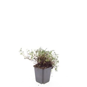 Acaena microphylla 'Kupferteppich' geen maat specificatie 0,55L/P9cm - afbeelding 2