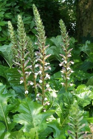 Acanthus mollis geen maat specificatie 0,55L/P9cm - afbeelding 5