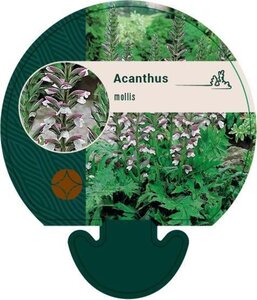 Acanthus mollis geen maat specificatie 0,55L/P9cm - image 4