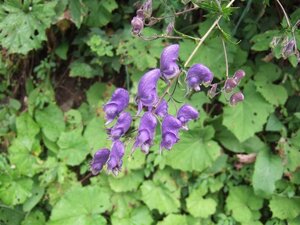 Aconitum napellus geen maat specificatie 0,55L/P9cm - image 2