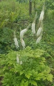 Actaea racemosa= Cimicifuga ramosa geen maat specificatie 0,55L/P9cm - image 1