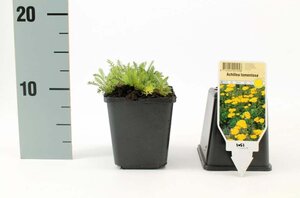 Achillea tomentosa 'Aurea' geen maat specificatie 0,55L/P9cm - afbeelding 3