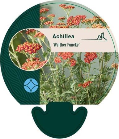 Achillea 'Walther Funcke' geen maat specificatie 0,55L/P9cm - image 1